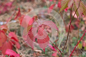 Wild grapevine red leaves. Autumn bg