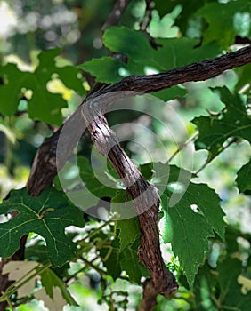 Wild Grapevine (Vitis vinifera) Vines with Leaves and Bark