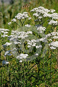 WILD GRASS AD FLOWERS