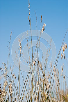 Wild grass against a blue sky background