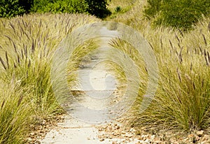 Wild grass along a pathway