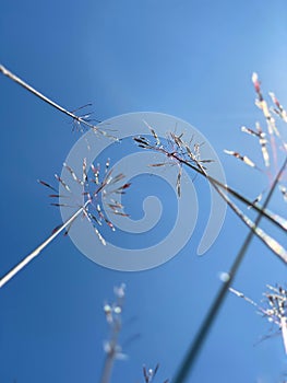 Wild grass also known as Chrysopogon flower with sky background. photo