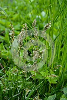 Wild grass - anthoxanthum (lat. Anthoxanthum odoratum