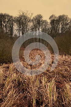 Wild grass with a background of bare trees on a field during winter sunset. Big creepy branches on bare tree trunks in a