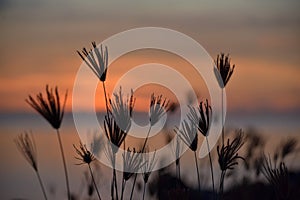 Wild grass on the beach