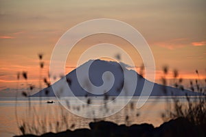 Wild grass on the beach