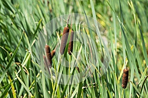 Wild grass of the blossoming cane grows