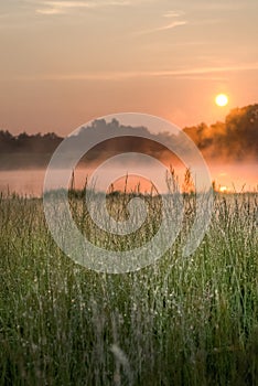 Wild grass by a bog