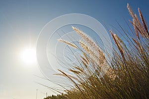 Wild grass in bright golden sunlight