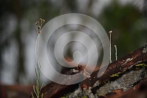 Wild grass that can grow anywhere photo