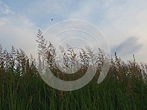 Wild grass and cloudy sky