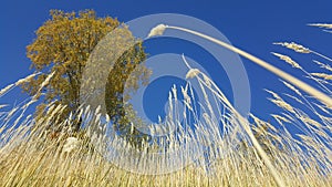 Wild grass in the countryside