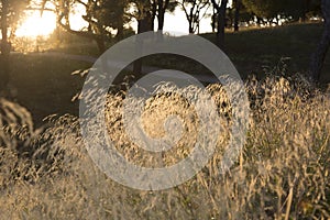 Wild Grass, Dehesa de la Villa Park; Madrid