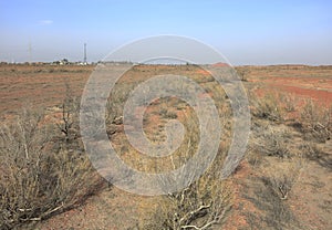 Wild grass in desert, adobe rgb