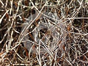 Wild grass dries up and dies due to the dry and dry season photo