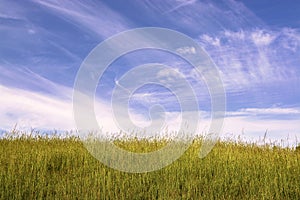 Wild grass field against blue sky on midday