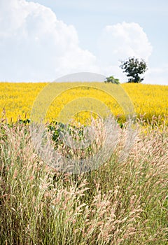 Wild grass field in front of the sunhemp Crotalaria juncea field