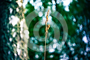 Wild grass in the field in summer