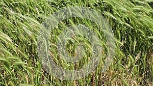 Wild grass in the field waving on wind - closeup