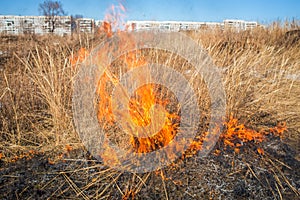 Wild grass on fire