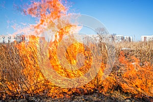 Wild grass on fire