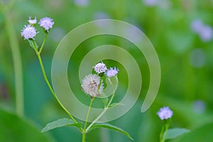 Wild grass flower blossom in a field