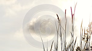 Wild grass flower blossom with wind blowing against grey sky white fluffy clouds