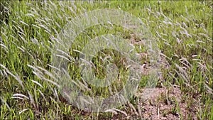 Wild grass flower blown by the breeze.