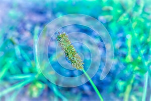 Wild grass flower with blue bokeh spring nature background