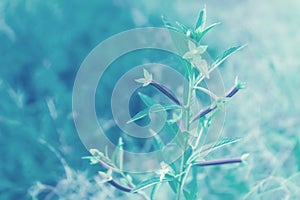 Wild grass flower with blue color filter efect