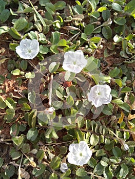 wild grass flower, found in the fields of the sertao.