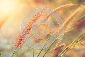 Wild grass flower on golden sunlight