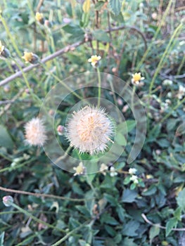 wild grass flower or seed pot .