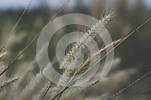 Wild grass flower vintage background little flowers, nature beautiful