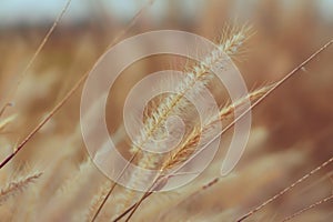 Wild grass flower vintage background little flowers, nature beautiful, toning design spring nature, sun plants