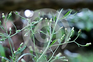 wild grass flower in the yard of the house, dumaring, 2022-05-12