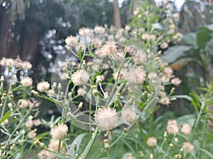 wild grass flowers are like fluff