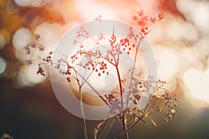 Wild grass and flowers  at sunset