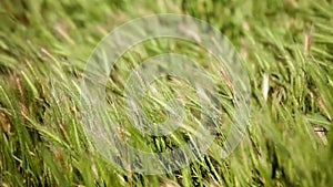 Wild grass and flowers waving on strong wind in field