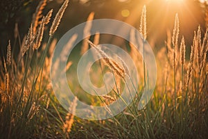 Wild grass in the forest at sunset. Macro image, shallow depth of field. Abstract summer nature background. Vintage filter