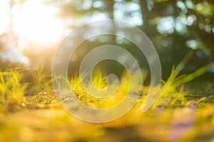 Green grass background with sun beam. Bright natural bokeh. Soft focus. Abstract nature background