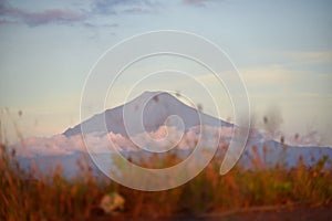 Wild grass in front of a mountain