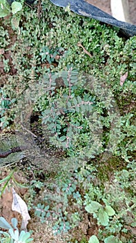 wild grass that grows abundantly in the yard