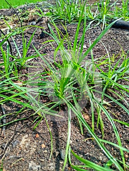 Wild grass is a herbal medicine for sedge grass, anti-oxidant, cancer, diuretic