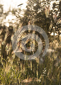 Wild grass Hordeum in Greece at sunset