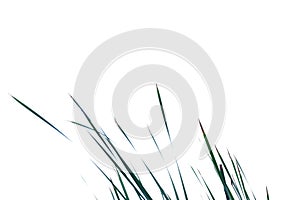 Wild grass leaves on white isolated background for green foliage backdrop