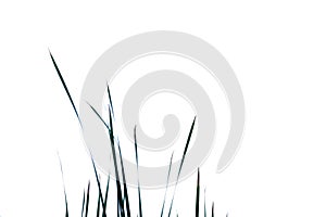 Wild grass leaves on white isolated background for green foliage backdrop