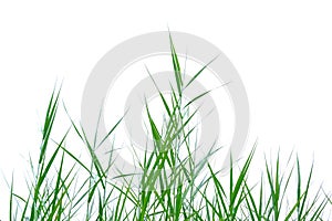 Wild grass leaves on white isolated background for green foliage backdrop