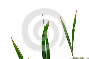 Wild grass leaves with white isolated background for green foliage backdrop