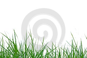 Wild grass leaves on white isolated background for green foliage backdrop